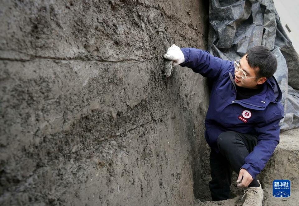 新華全媒+｜河南商丘宋國故城遺址發現大面積千年桑樹和柏樹枝