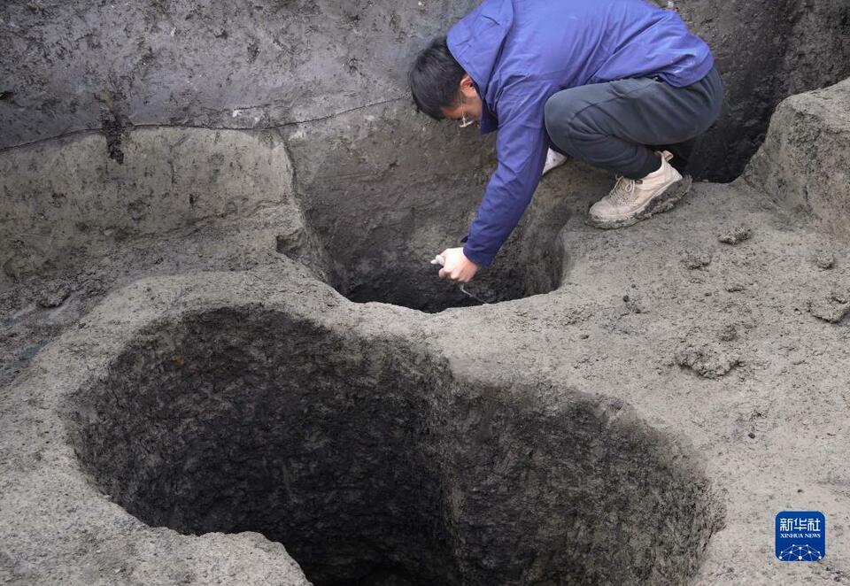 新華全媒+｜河南商丘宋國故城遺址發現大面積千年桑樹和柏樹枝