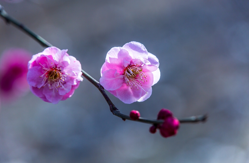 平頂山市魯山縣：梅花盛開春意濃