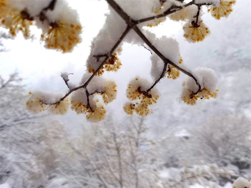 【原創】【春日“豫”新景】南陽老界嶺：茱萸花海映春雪_fororder_“棉被”下的茱萸花更顯動人 攝影 吳艷紅