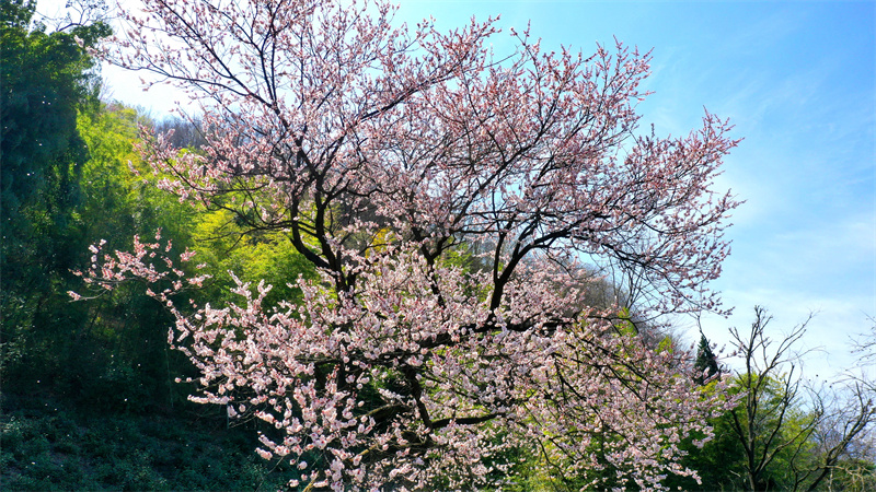 【原創】【春日“豫”新景】信陽市商城縣：山花茶園相映美_fororder_盛開的櫻花為茶園增添了一抹抹粉色浪漫。