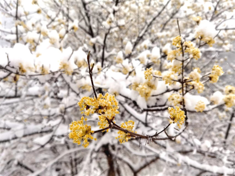 【原創】【春日“豫”新景】南陽老界嶺：茱萸花海映春雪_fororder_黃白交融 嬌艷動人 攝影 吳艷紅