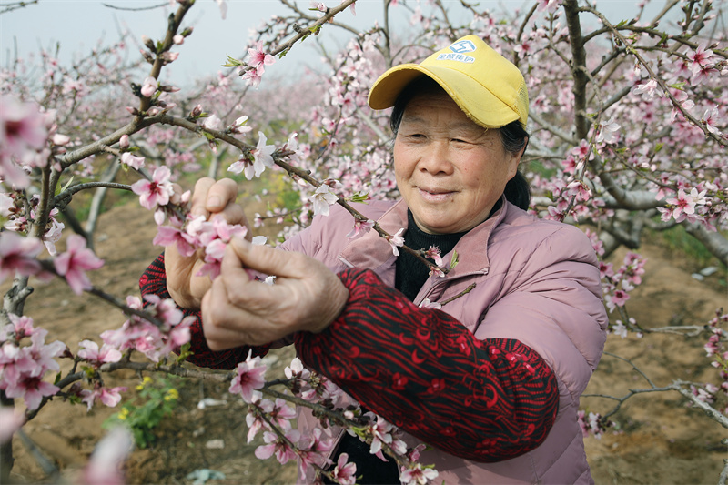 【原創】開封尉氏：桃花盛開春意濃_fororder_2023年3月19日，河南省開封市尉氏縣門樓任鄉沙沃村的村民在千畝桃花園給桃花授粉。李新義攝.JPG