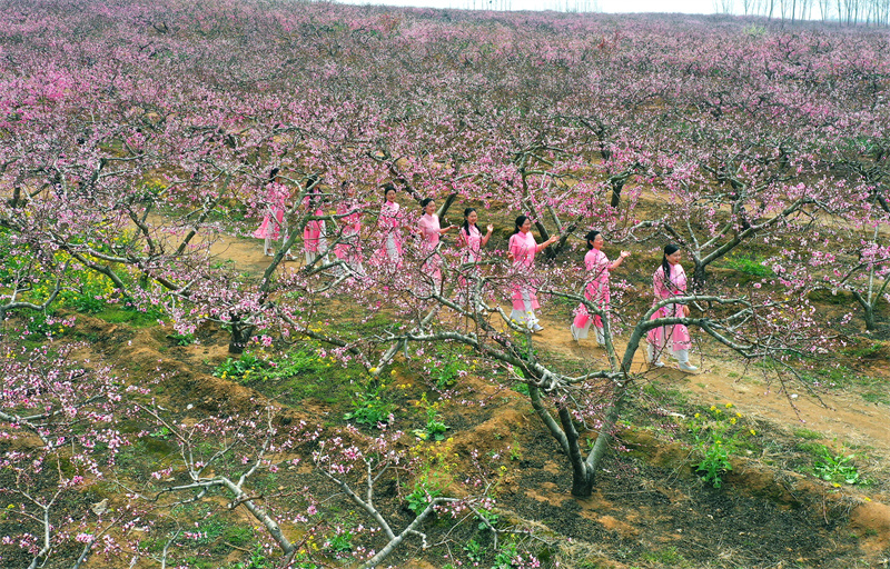 【原創】開封尉氏：桃花盛開春意濃_fororder_2023年3月19日，河南省開封市尉氏縣門樓任鄉的鄉村巾幗走秀隊在沙沃村的千畝桃花園曼如行雲。