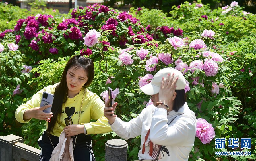 牡丹花開洛陽城