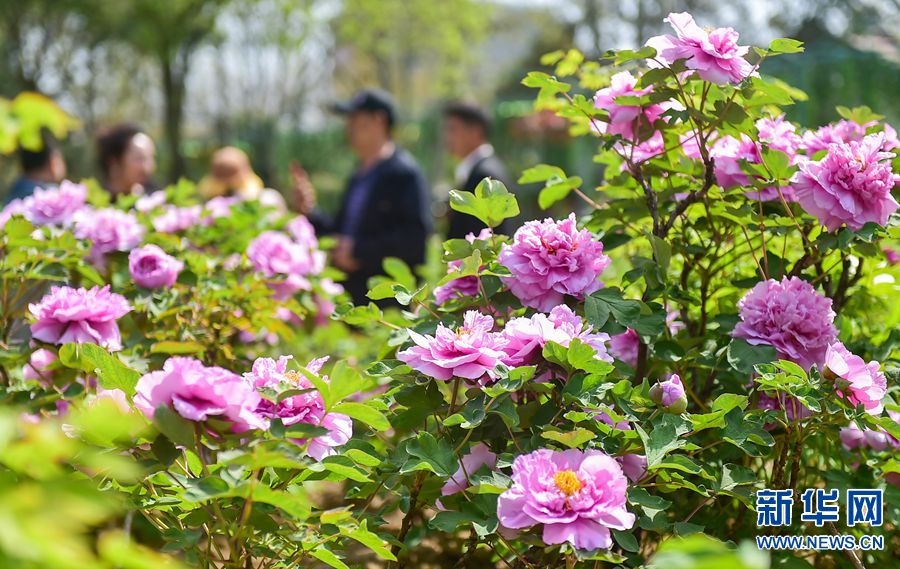 牡丹花開洛陽城