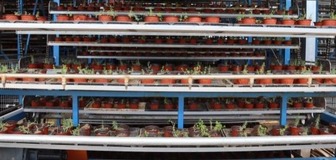 【英語】Busy Grain Production and Processing in Xinyang City, Henan Province