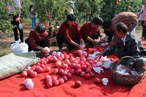 【河南供稿】南陽市南召縣崔莊鄉：火紅石榴映紅致富路