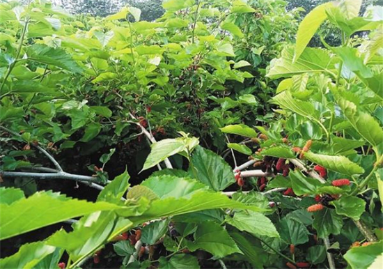 週口沈丘：特色種植地生金_fororder_圖片3