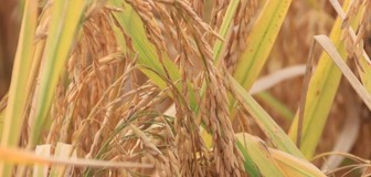 【日語】河南省信陽市 食糧の生産と加工への取り組み