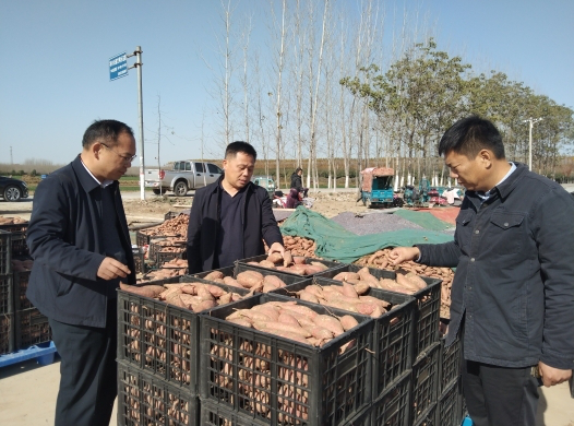 【原創】週口市商水縣：黃寨蜜薯點亮鄉村産業振興新“薯”光_fororder_圖片4
