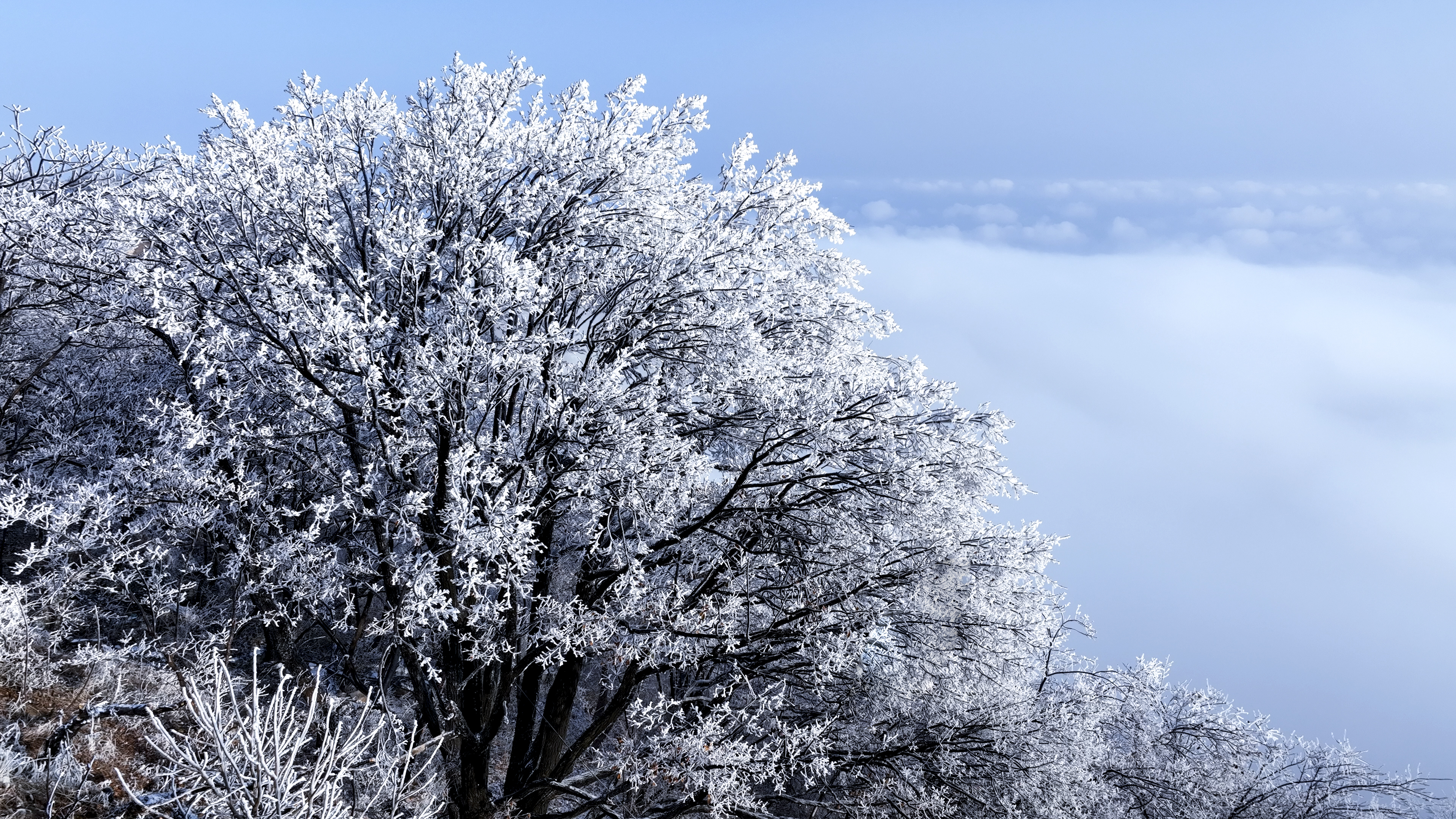 飛雪落成詩 一秒入仙境！雪後河南 美出“天際”