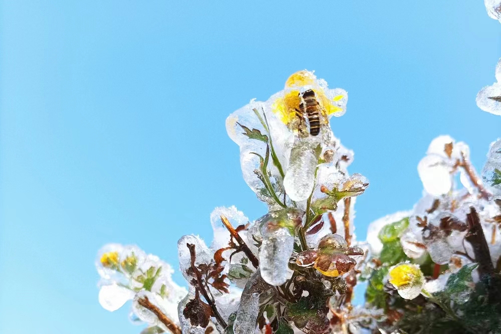 飛雪落成詩 一秒入仙境！雪後河南 美出“天際”