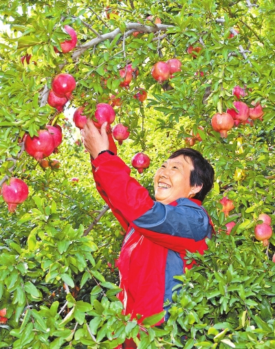 【河南好項目-圖片】石榴豐收 農民增收