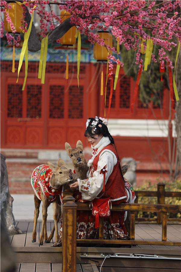 河南開封：“網紅萌寵”吸引遊客_fororder_516003