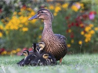 甘肅湖北連發禽流感 兩起均為H5N6亞型禽流感