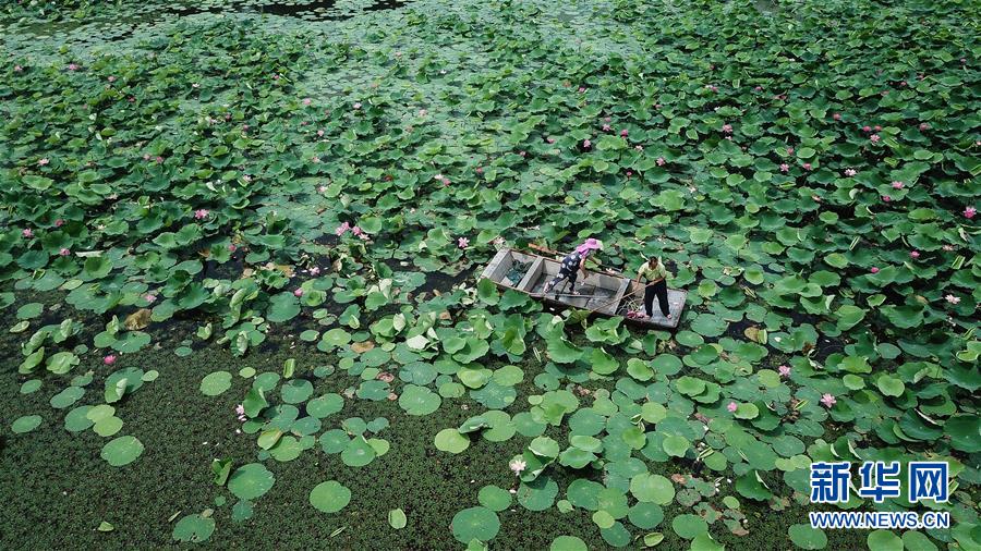 大湖見證——長三角三大淡水湖綠色發展之路