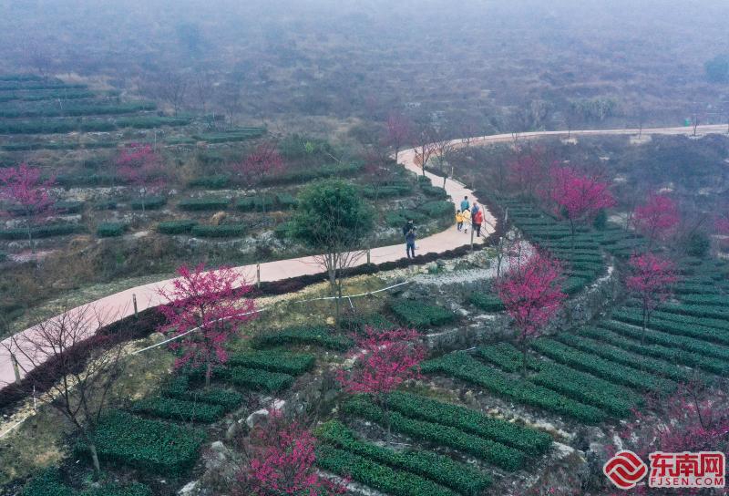 漳州南靖：櫻花綻放“醉”遊人