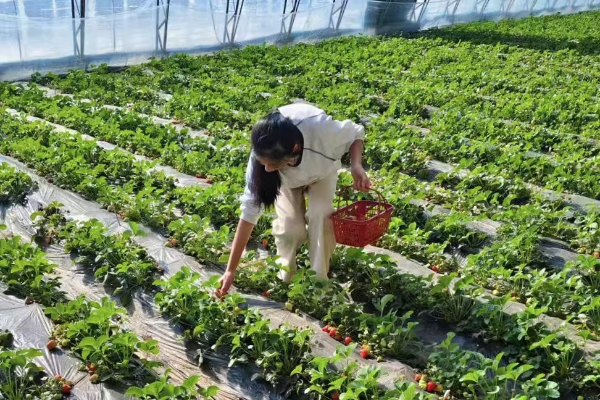 吉林安圖兩江鎮：溫室棚開出“幸福花” 小草莓結出“致富果”