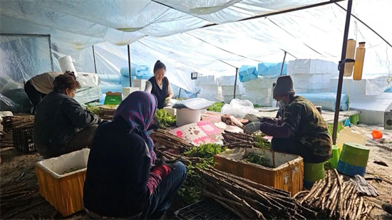 吉林安圖：反季山野菜“下山” “進棚”搶“鮮”嘗