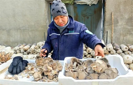 吉林安圖：冬日好“豐”景 食用菌撐起“致富傘”