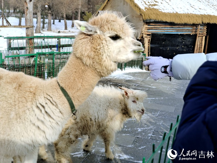 來長白山雪絨花雪樂園盡情“撒潑”