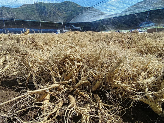 9個種植養殖基地 帶動延邊州邊境村特色産業蓬勃發展