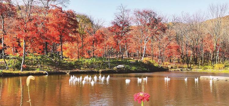 舒蘭市：紅楓似火，層林盡染