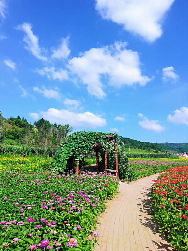 通化縣赤柏松村小南溝屯：花海裏的“蝶變”