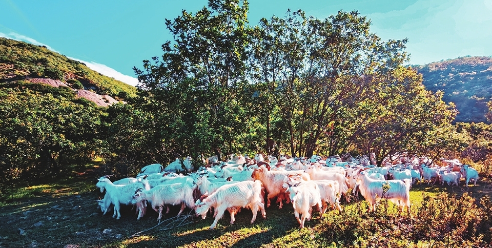 白城：民房變民宿 山區變景區