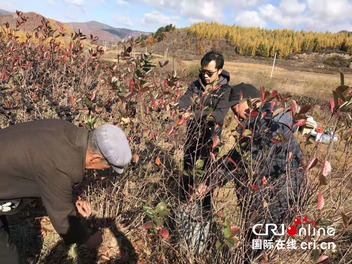 05【吉林】【供稿】【CRI看吉林（標題）】【關東黑土（延邊）】【移動版（圖）】【自述】白山市長白縣長白鎮民主村駐村“第一書記”王瑩：盡心竭力為村民辦實事、解難事