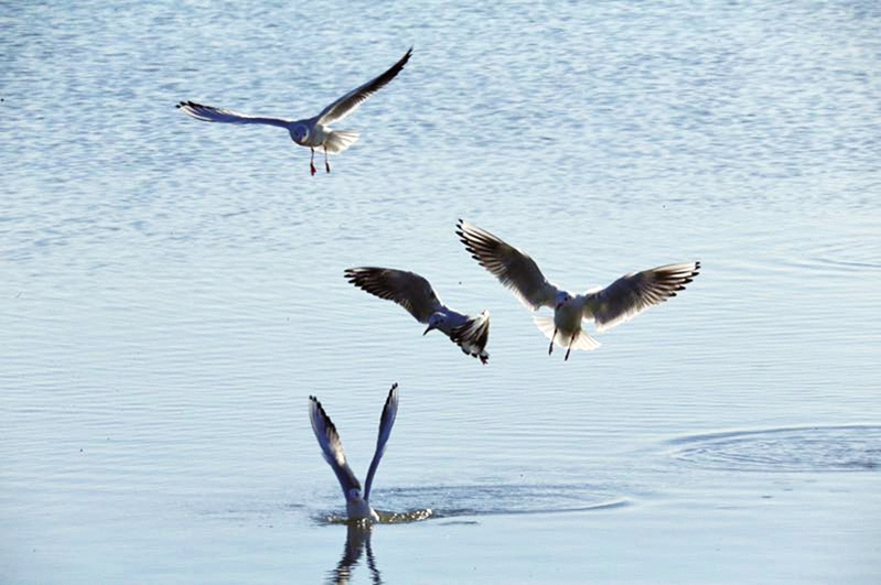 生態查幹湖 鳥兒棲息地