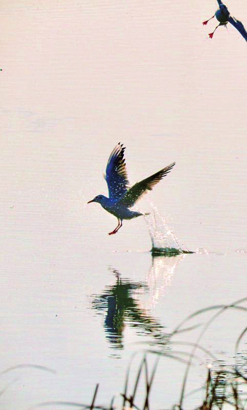 生態查幹湖 鳥兒棲息地