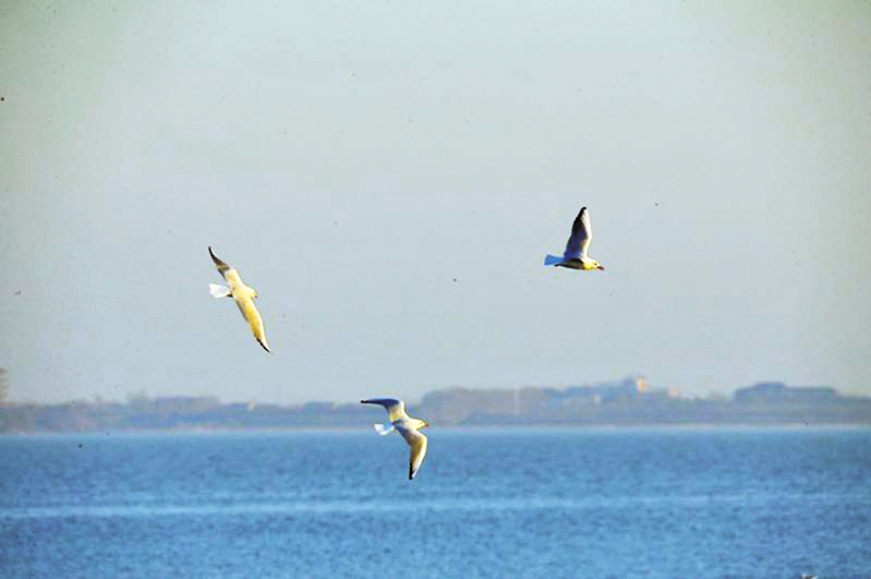 生態查幹湖 鳥兒棲息地