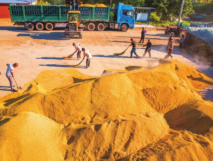 為了大地的豐收——白城市糧食生産綜述