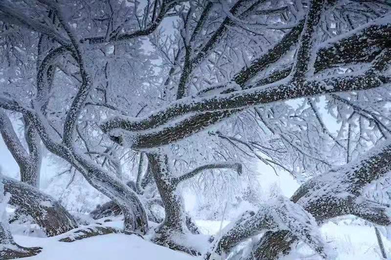 吉林安圖老嶺雪鄉起歡聲