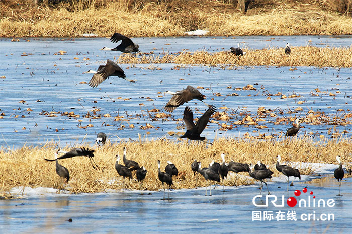 04【吉林】【供稿】【生態吉林（標題）】2000多只白頭鶴在吉林九台濕地省級自然保護區停歇