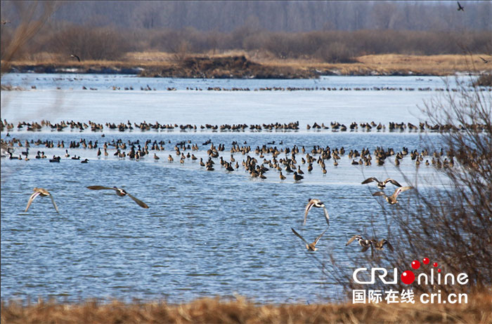 04【吉林】【供稿】【生態吉林（標題）】2000多只白頭鶴在吉林九台濕地省級自然保護區停歇