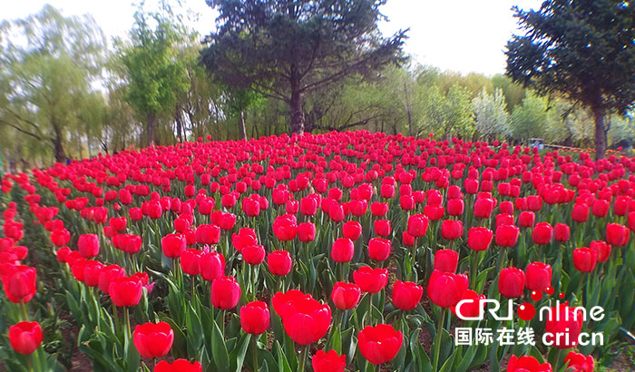 06【吉林】【原創】【CRI看吉林（標題）】長春公園：鬱金香花開靚春城