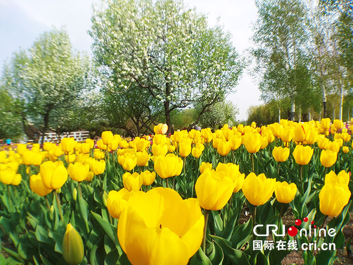 06【吉林】【原創】【CRI看吉林（標題）】長春公園：鬱金香花開靚春城