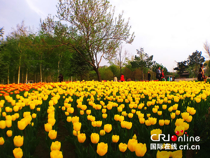 06【吉林】【原創】【CRI看吉林（標題）】長春公園：鬱金香花開靚春城