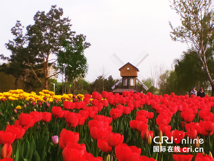 06【吉林】【原創】【CRI看吉林（標題）】長春公園：鬱金香花開靚春城