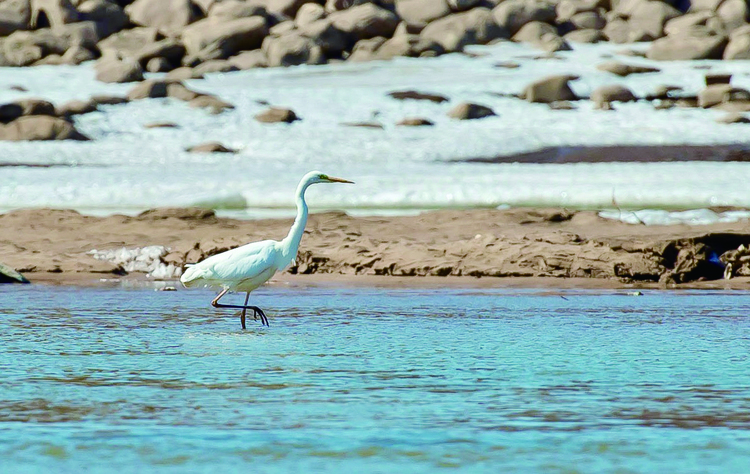 長春伊通河引來水鳥棲息