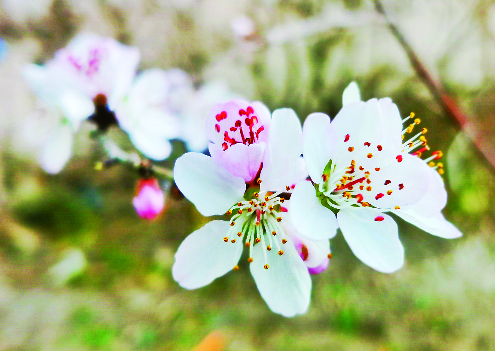 長春市內桃花綻放