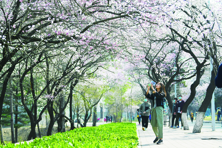 吉林大學第六屆杏花文化節舉辦