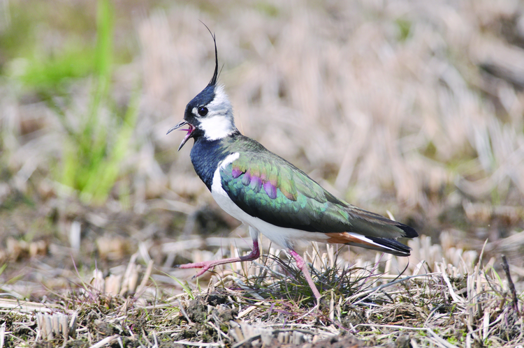 鳥·精靈