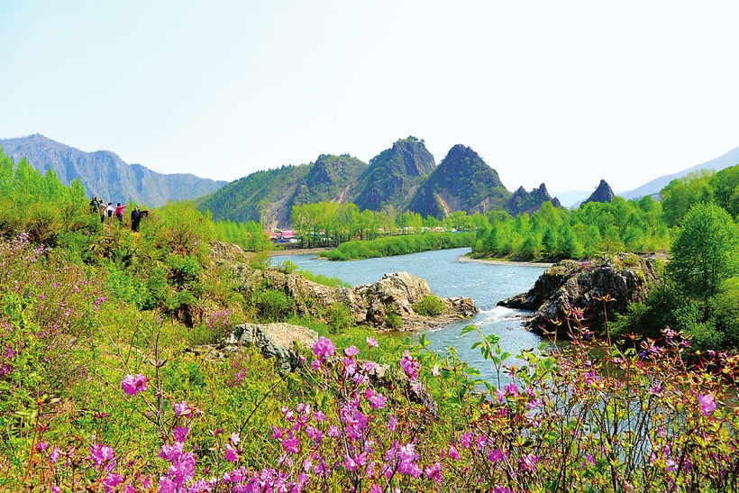 長白縣漫山遍野的金達萊競相綻放