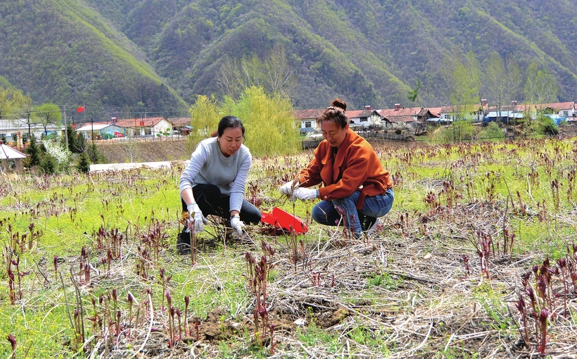 執“綠色”巨筆 繪生態畫卷——白山市建設中國綠色有機谷·長白山森林食藥城素描