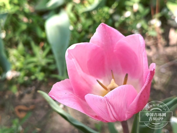 長春公園鬱金香花開滿園