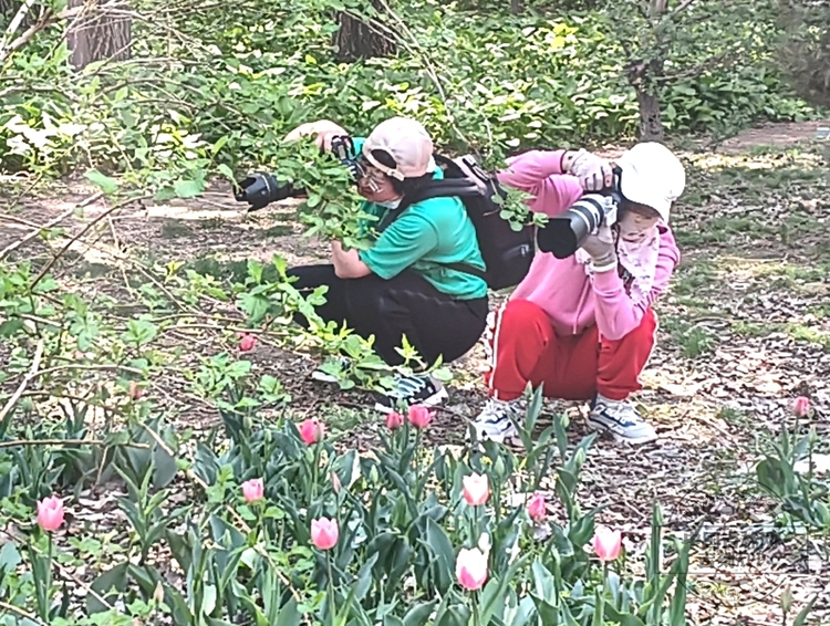 長春公園鬱金香花開滿園